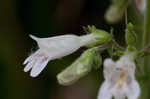 Arkansas beardtongue